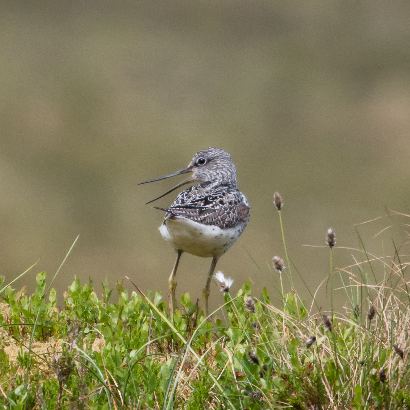 Greenshank