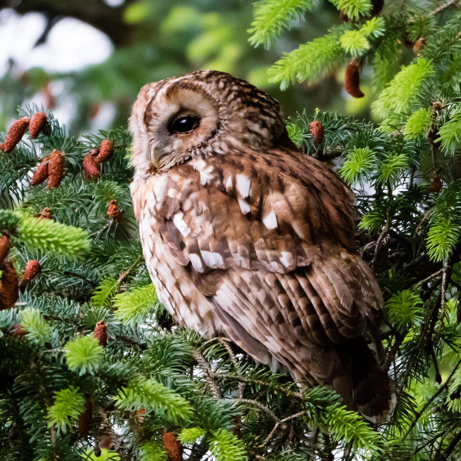 Tawny Owl