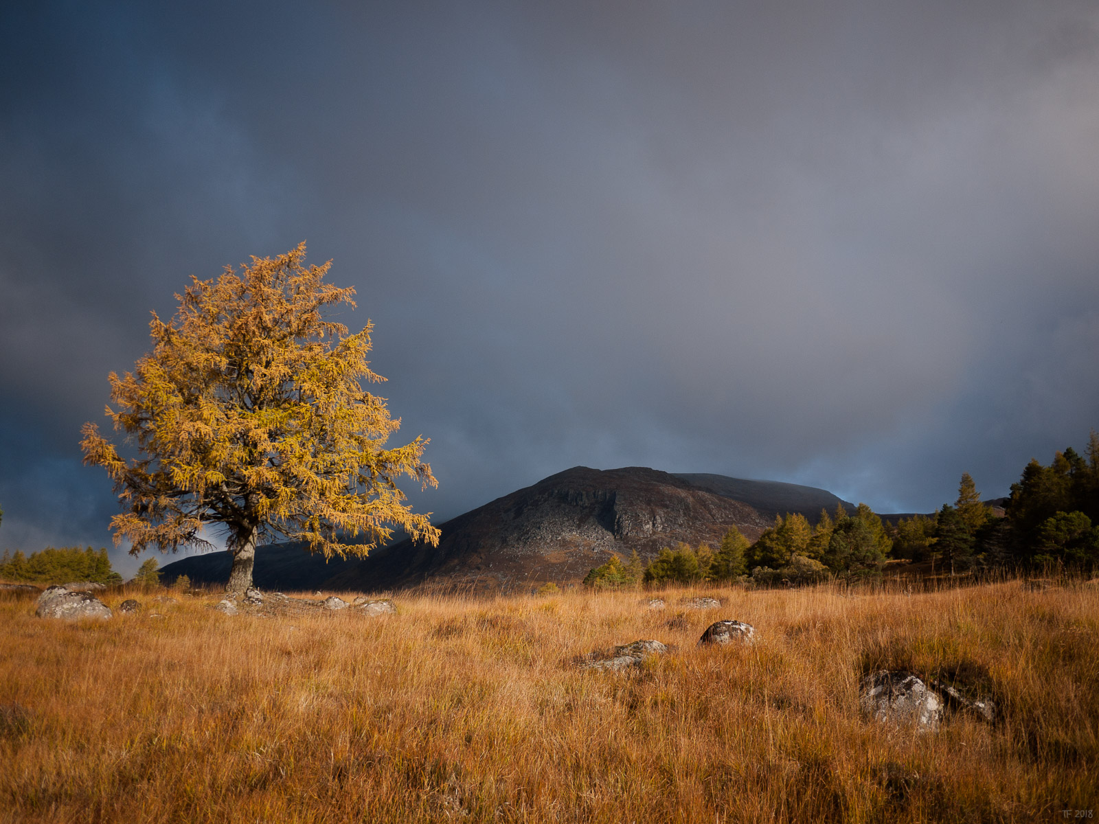 Larch Tree