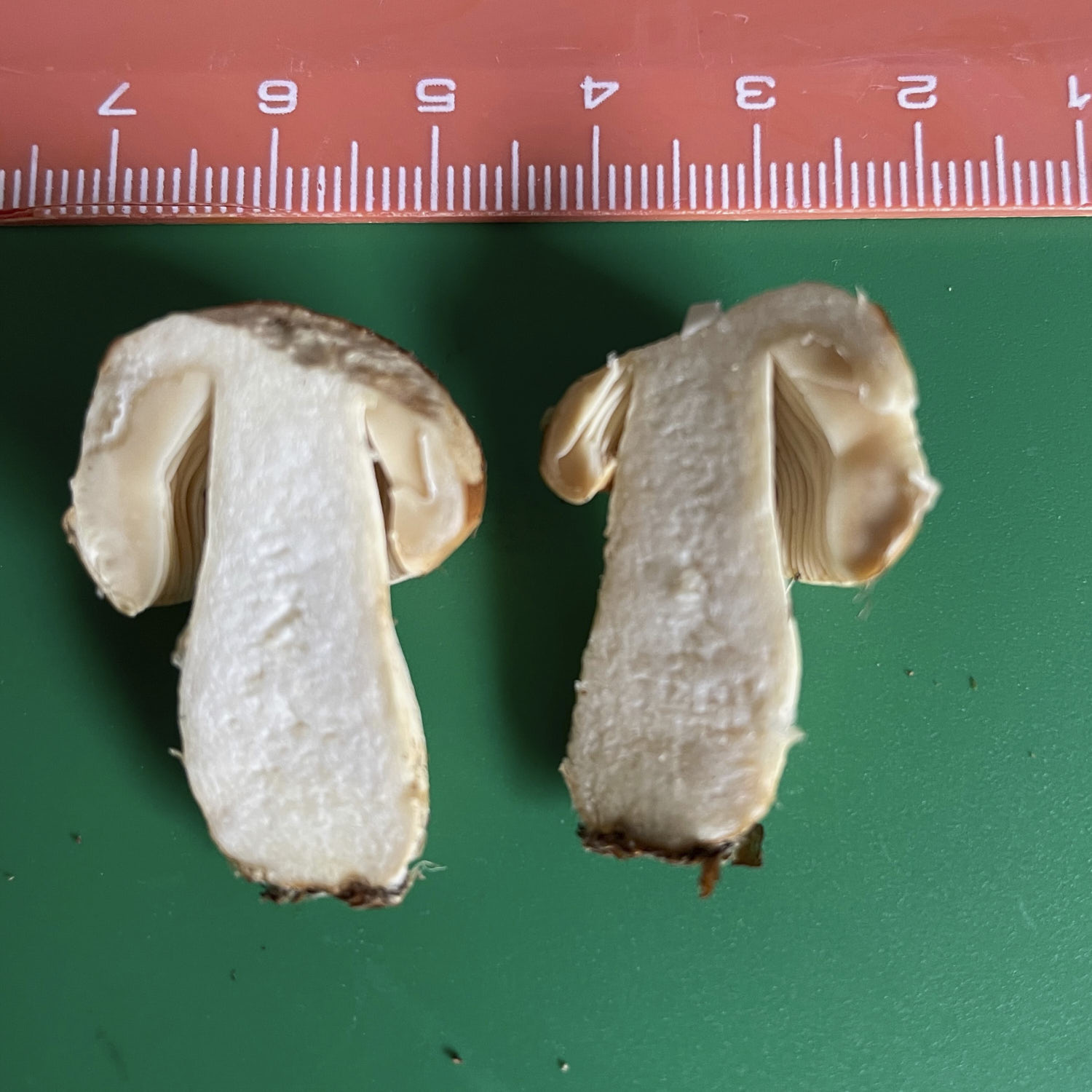 cross section against a ruler