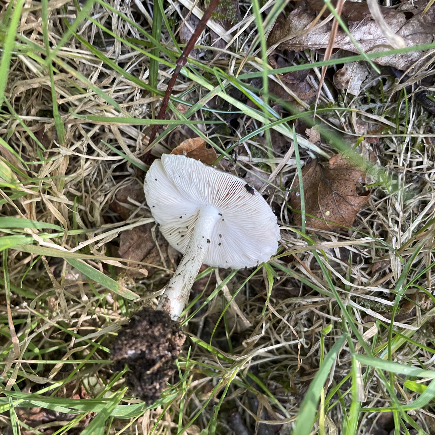 mushroom from below, showing gills