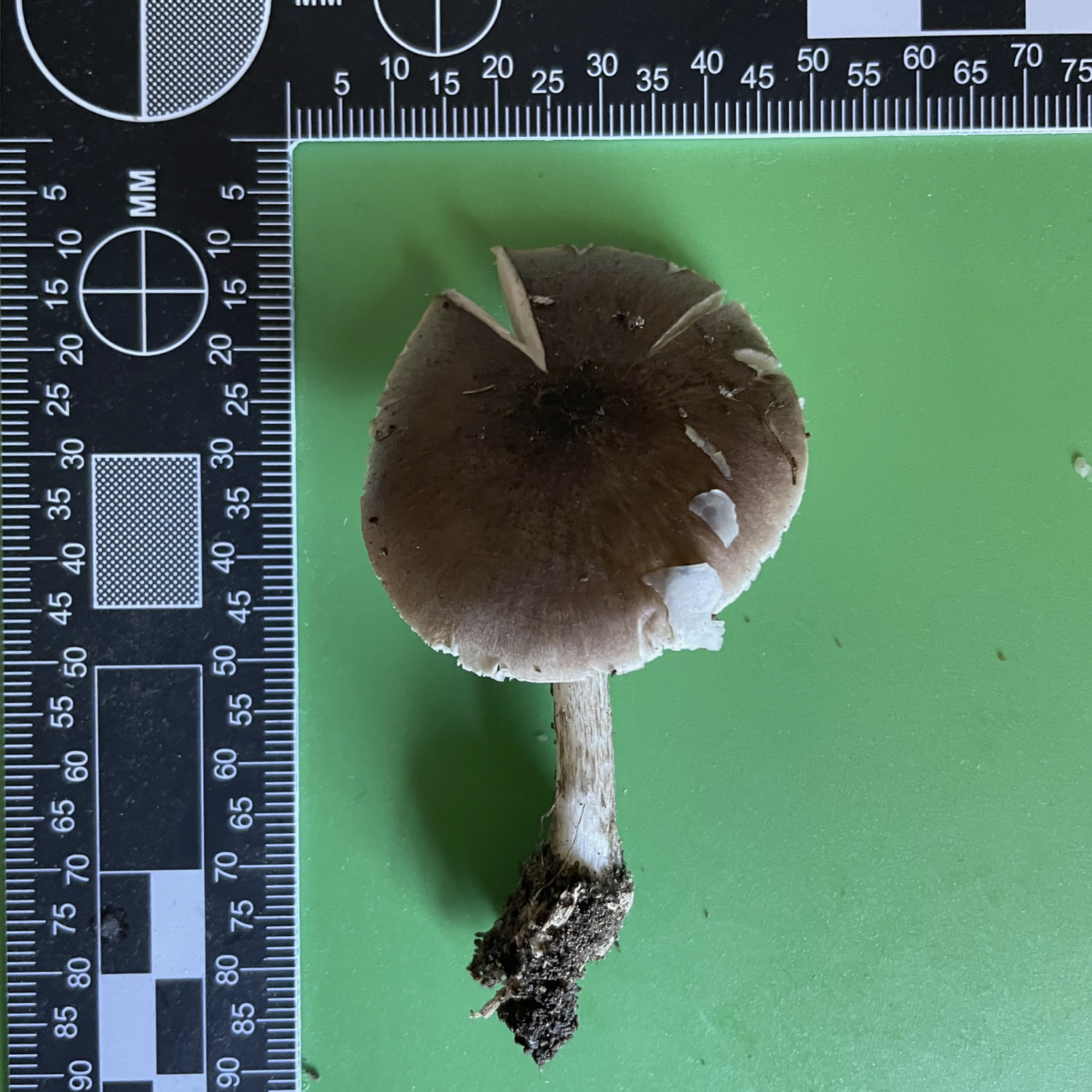 mushroom from below, showing gills