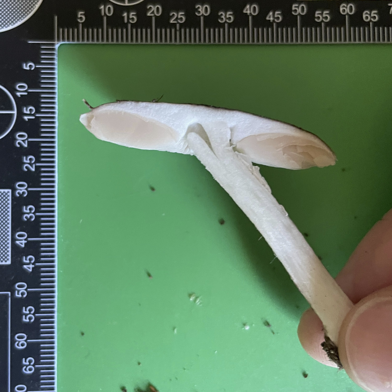 cross section of a mushroom showing gills detached from stem