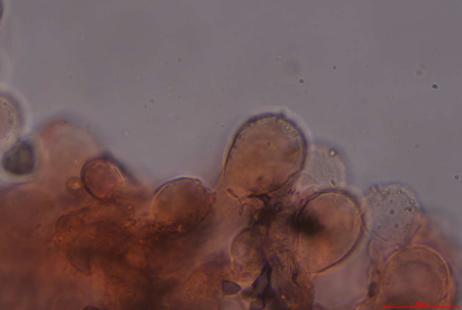 mushroom gill under a microscope showing the gill edge