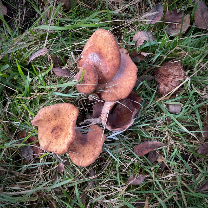 rotting fruitbodies of dark honey fungus in grass