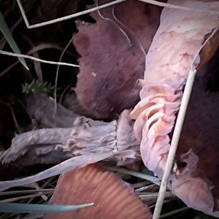 rotting fruitbodies of dark honey fungus in grass detail